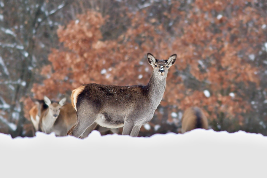 Cervus elaphus