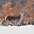 Cervus elaphus