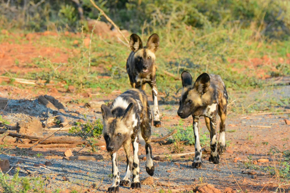 African wild dogs