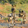 African wild dogs