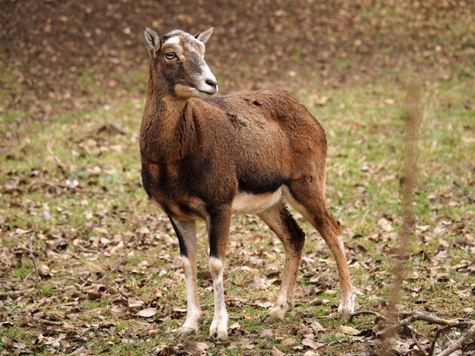 Muflon lesný. Ovis musimon.