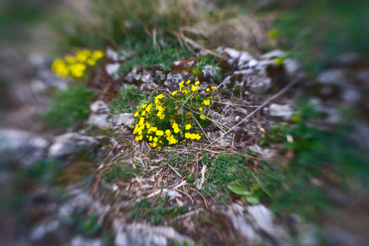 Jarné prebúdzanie v Karpatoch