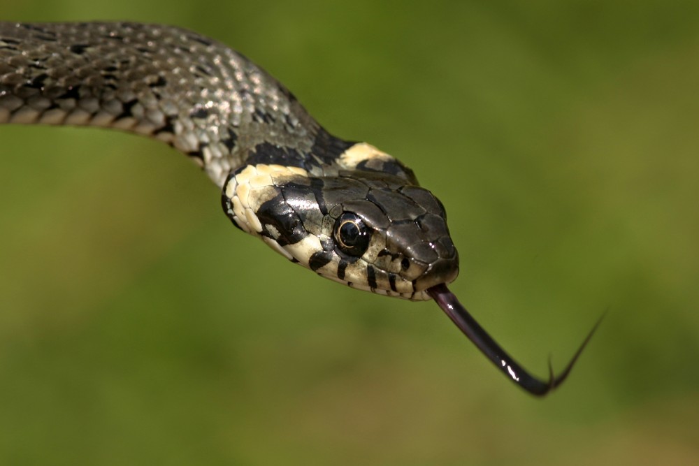 Užovka obojková (Natrix natrix)