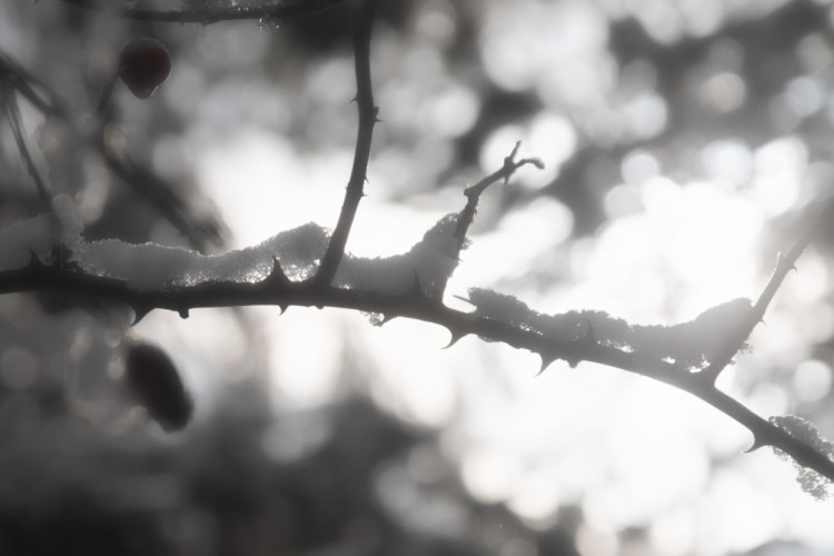 Zimná šípová ruža