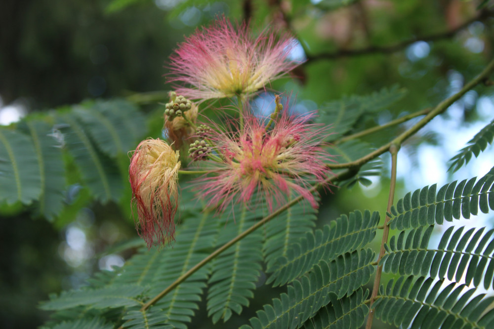 Albizia ružová