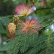 Albizia ružová