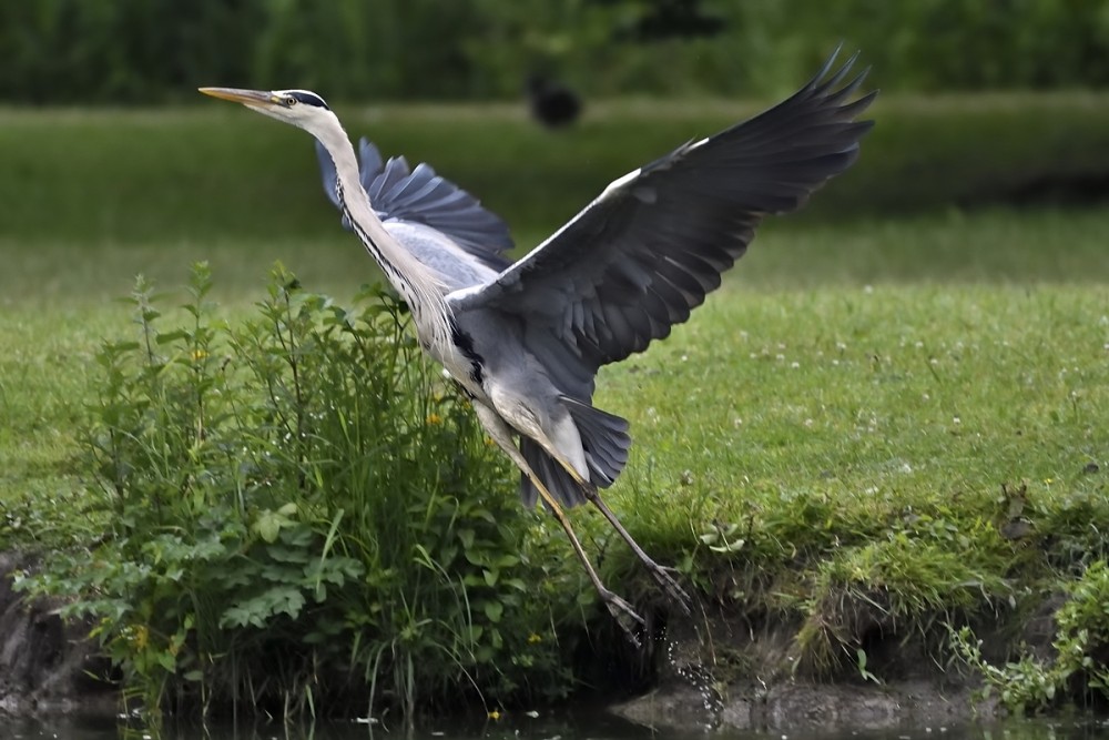 Ardea cinerea