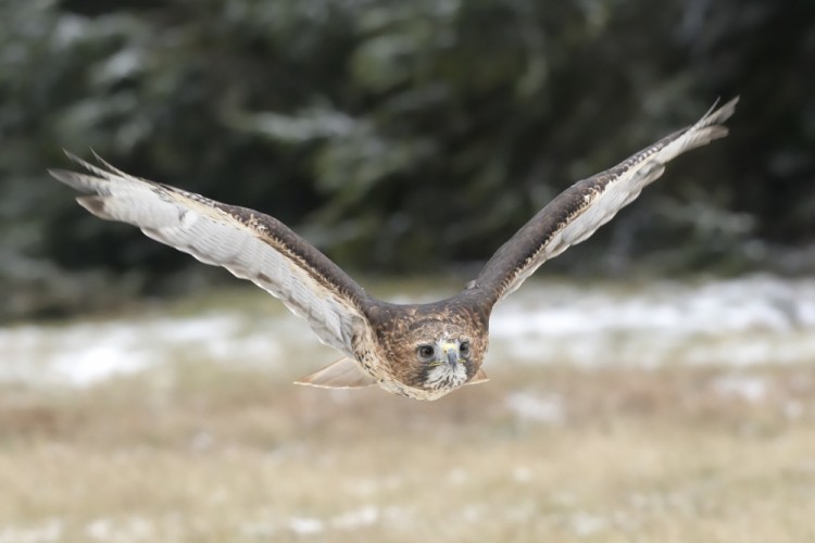 Buteo jamaicensis