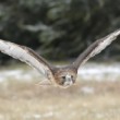 Buteo jamaicensis