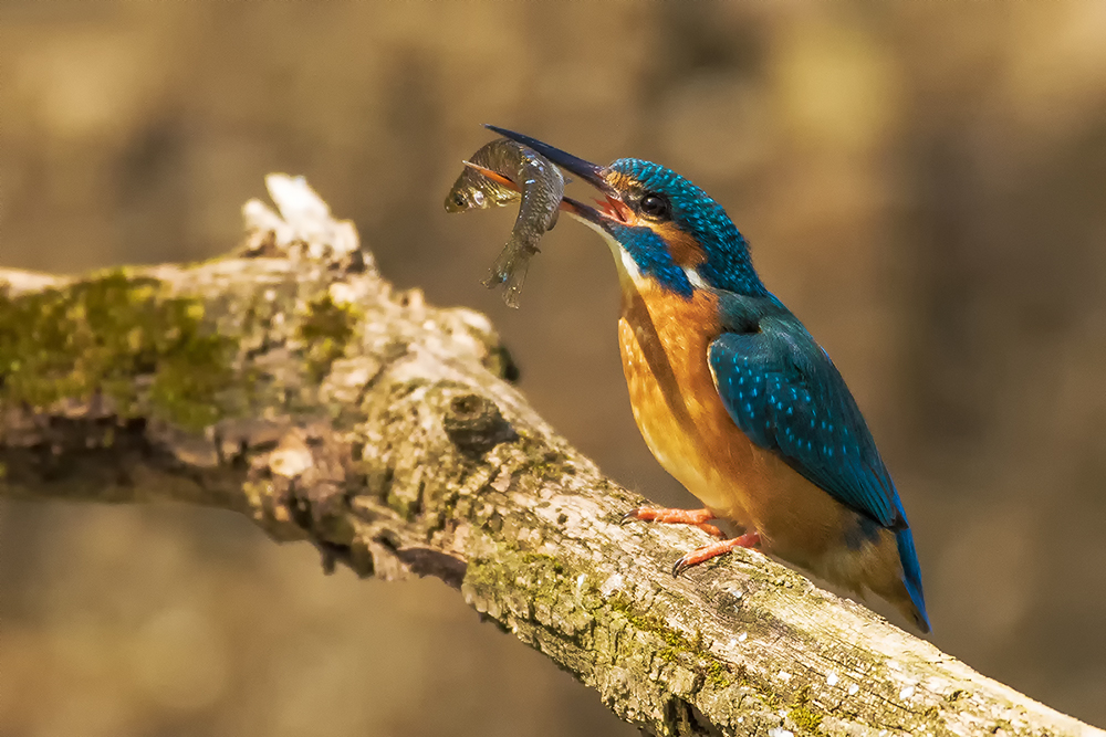 Ledňáček říční (Alcedo atthis)