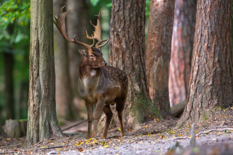 Daniel škvrnitý, Fallow deer (Dama dama)