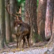 Daniel škvrnitý, Fallow deer (Dama dama)