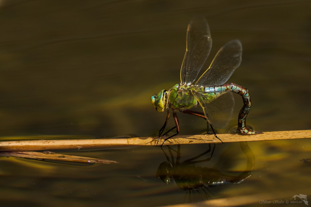 Šídlo královské (Anax imperator)