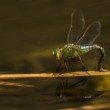 Šídlo královské (Anax imperator)