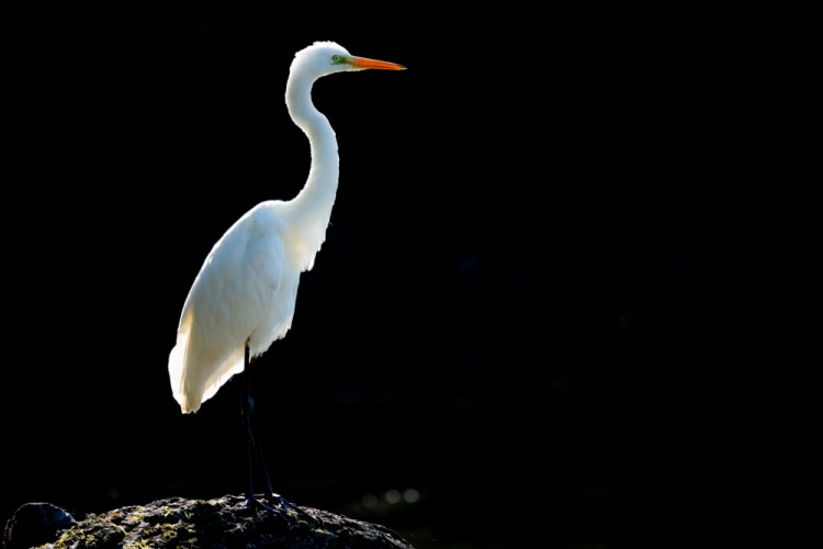 volavka biela (Egretta alba)