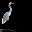 volavka biela (Egretta alba)