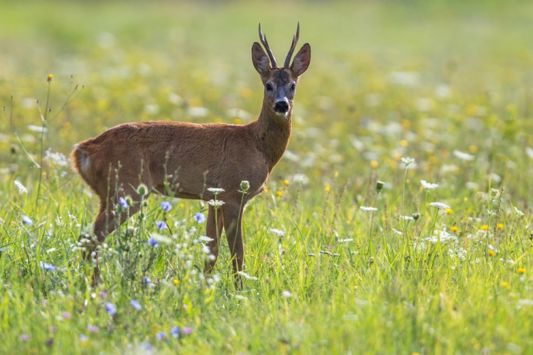 Srnec lesný, European roe deer (Capreolus capreolus)