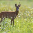 Srnec lesný, European roe deer (Capreolus capreolus)
