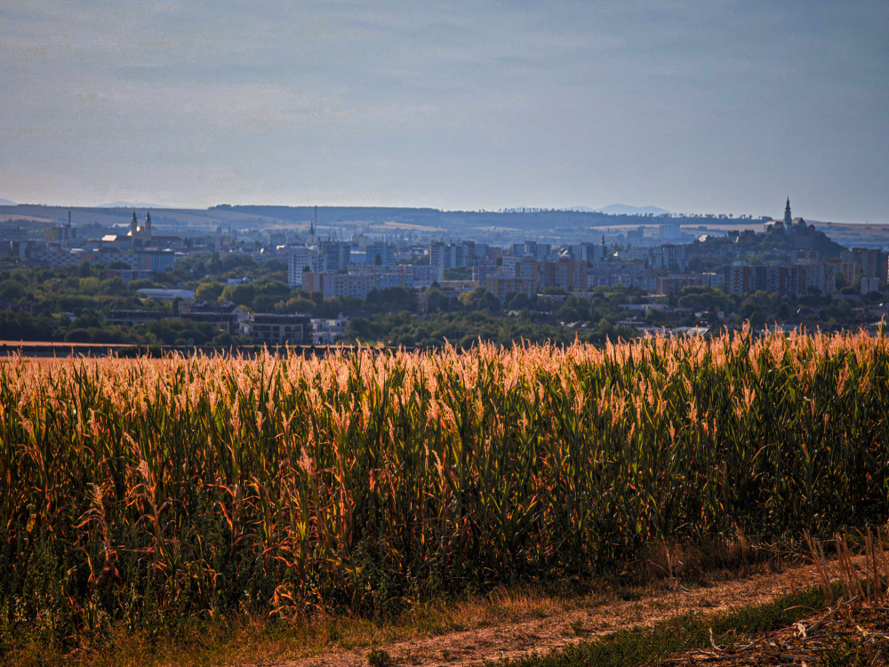 Nitra