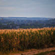 Nitra