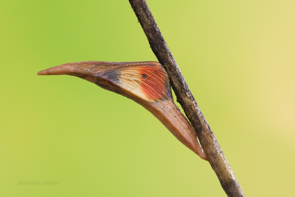 Budúci motýľ (Anthocharis cardamines)
