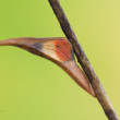 Budúci motýľ (Anthocharis cardamines)