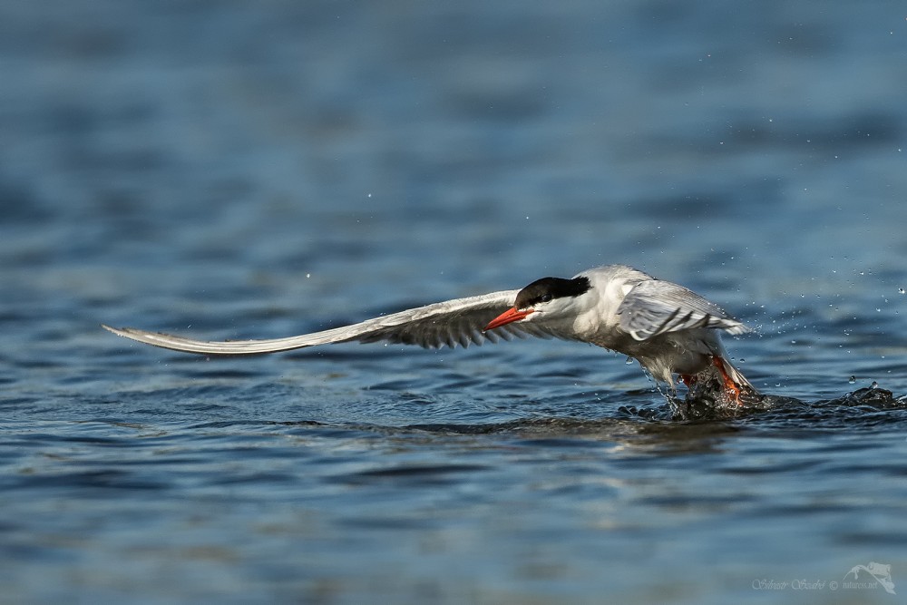 Rybák obecný (Sterna hirundo)