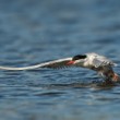 Rybák obecný (Sterna hirundo)