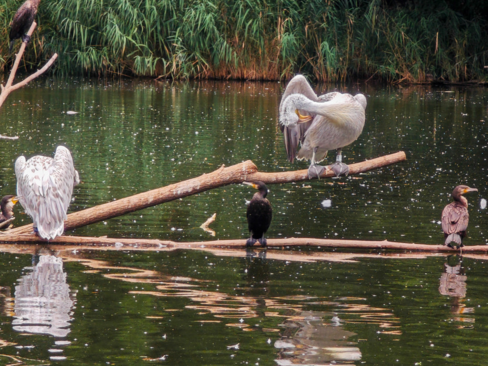 Zoo Budapest