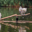 Zoo Budapest