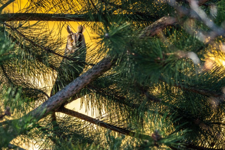 myšiarka ušatá, The long-eared owl (Asio otus)