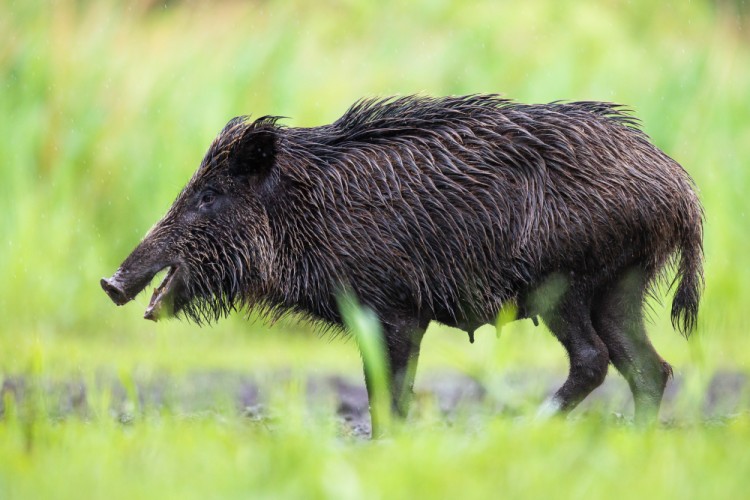 Diviak lesný, The wild boar (Sus scrofa)