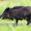 Diviak lesný, The wild boar (Sus scrofa)
