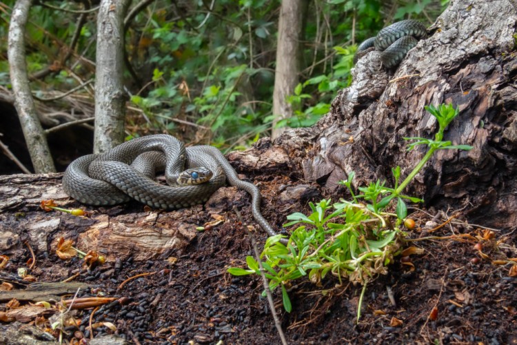 Užovka obojková, The grass snake (Natrix natrix)