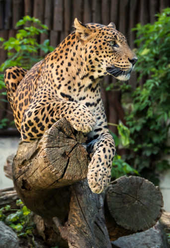 Leopardia siesta