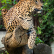 Leopardia siesta