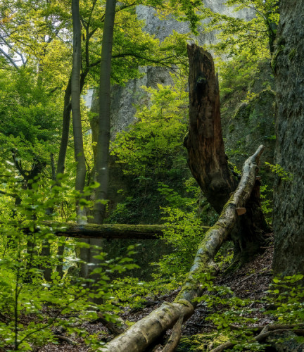 Kolobeh života