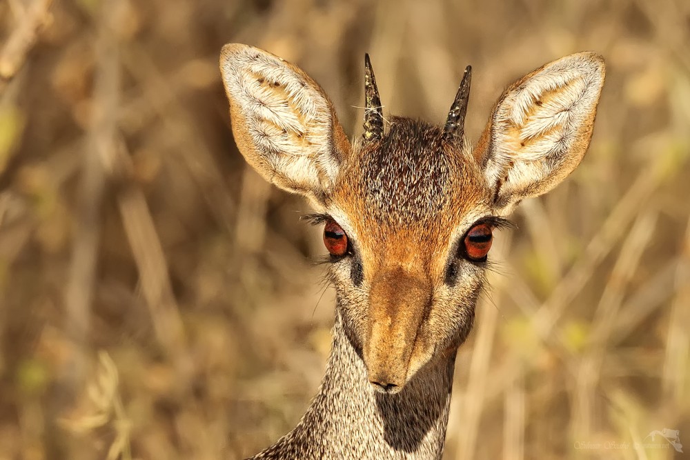 Dikdik. Dikdik Kirkův (Madoqua kirkii)