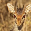 Dikdik. Dikdik Kirkův (Madoqua kirkii)