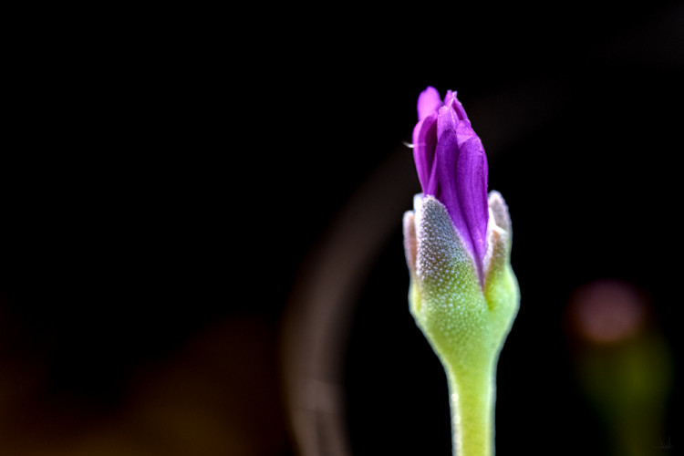 delosperma