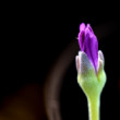 delosperma