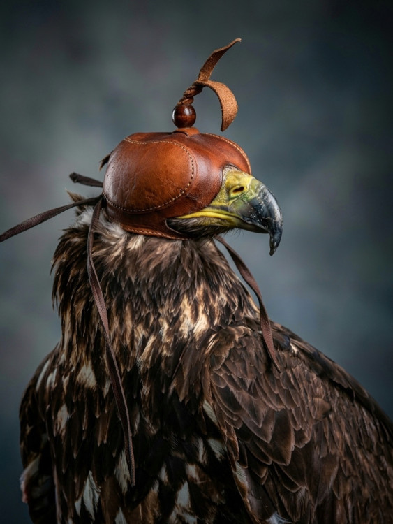 „V tieni čiapočky"