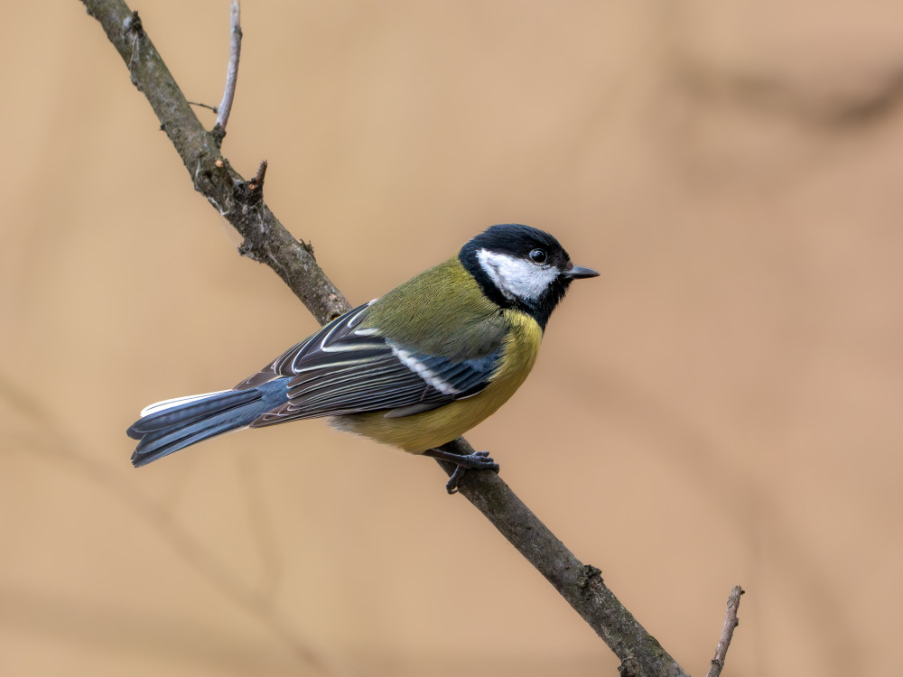 Parus major