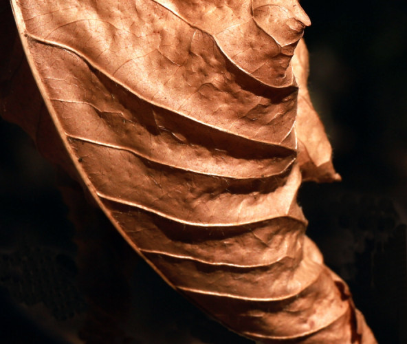 Detail jesene
