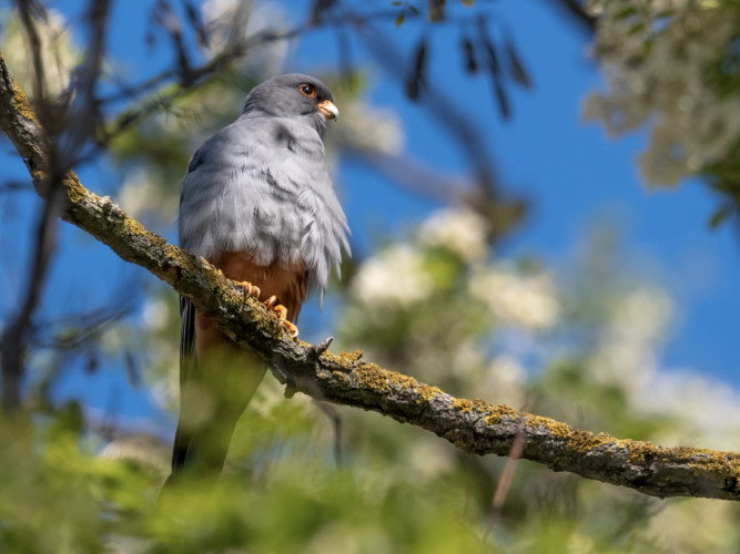 Sokol kobcovitý (Falco vespertinus)