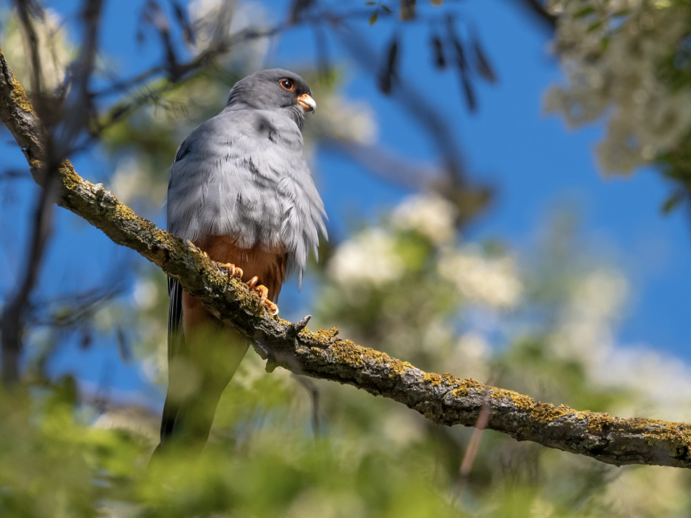 Sokol kobcovitý (Falco vespertinus)