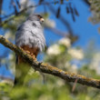 Sokol kobcovitý (Falco vespertinus)