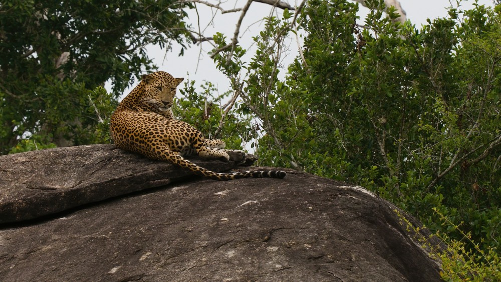 LEOPARD SRÍLANSKÝ, NP Yala, SRÍ LANKA