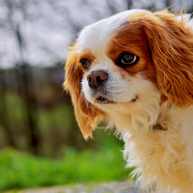 Cavalier King Charles Španiel