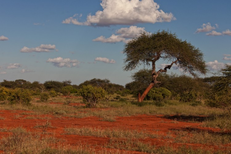 Tsawo east - Kenya